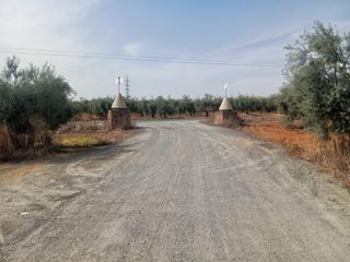 Fondo rustico in Bollullos de la Mitación. Terreno agrario  bollullos de la mitación