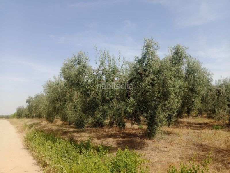 Foto 8686e5e5-2431-4100-a219-0480a0047599. Finca rústica a Bollullos de la Mitación