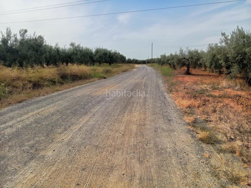 Foto cc52f6a7-9a77-49f9-9689-68cf67505b07. Finca rústica a Bollullos de la Mitación