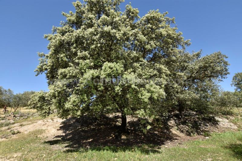 Foto 6d10946b-7600-4d9e-9fd2-82c57eb86f59. Bauernhof in Partidas Norte Ronda