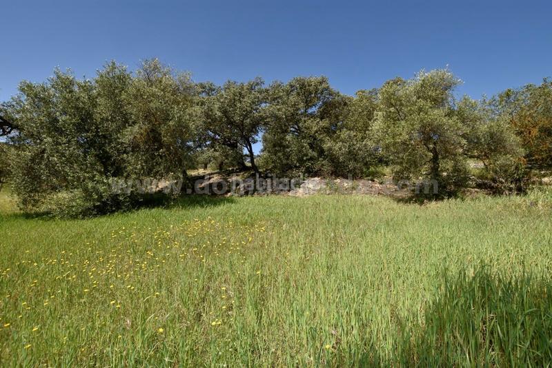 Foto 9bc12f5a-0413-460b-bb13-127876a7c513. Bauernhof in Partidas Norte Ronda