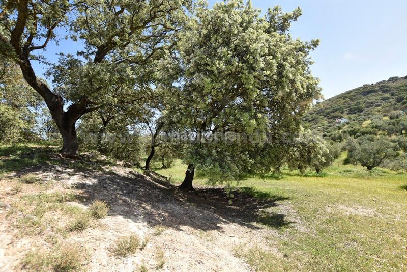 Foto fe8c662f-2cbf-44fa-a077-ce761668aea6. Bauernhof in Partidas Norte Ronda