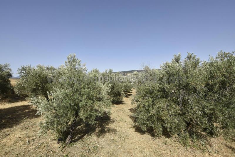 Foto b3b69af9-38a9-4032-a009-122a7d9f382a. Masía casa de campo en ronda en Arriate