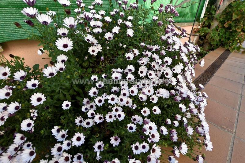 Foto cf822523-5679-4822-8445-414920425bbc. Chalet avec chauffage parking piscine dans Arriate