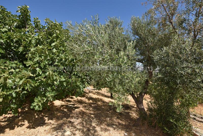 Foto 9f81a5c8-9c2b-44d6-8fd4-b35c3e957e31. Masía en venta casa de campo con gran terreno en Partidas Norte Ronda