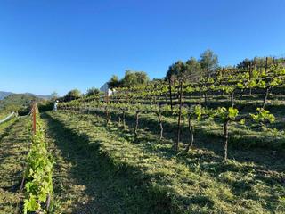 Fondo rustico in Atajate. Parcela con viñas y casa de aperos