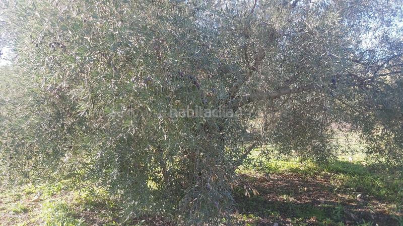 Foto 3623cdad-422f-4beb-9de7-7b84f548f6de. Finca rústica a Población de Arroyo