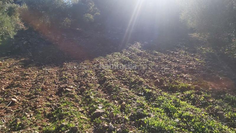 Foto 520c3173-afda-4322-b612-7b2cd962e886. Finca rústica a Población de Arroyo