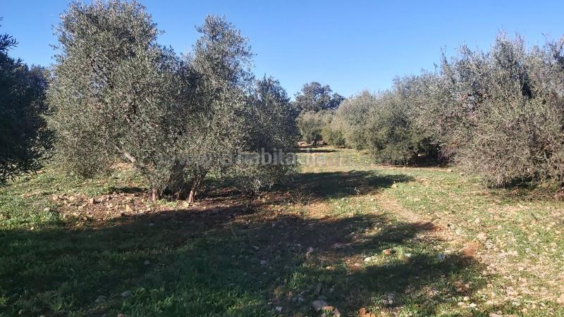 Foto bc79ce13-6d4a-4229-8125-d9dbf66a0ec0. Finca rústica a Población de Arroyo