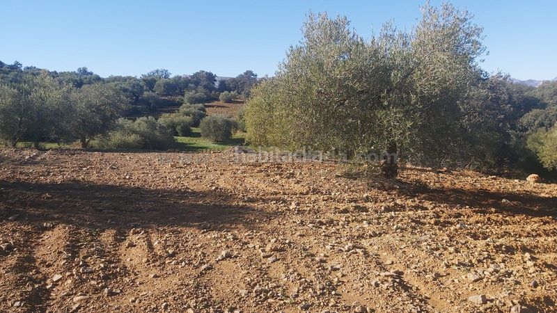 Foto 0d1b4e8e-1398-4d1c-9faa-3871a5912f31. Finca rústica a Partidas Norte Ronda