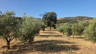Finca rústica a Camino Cartajima, carretera de san pedro