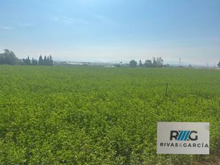 Finca rústica a Parque Atlántico - Ronda este. Parcela rústica en venta la carretera de cortes