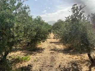 Terreny residencial a La Zubia Ciudad