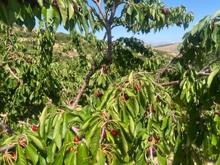 Residential Plot  5hp9+8x güéjar sierra, spain