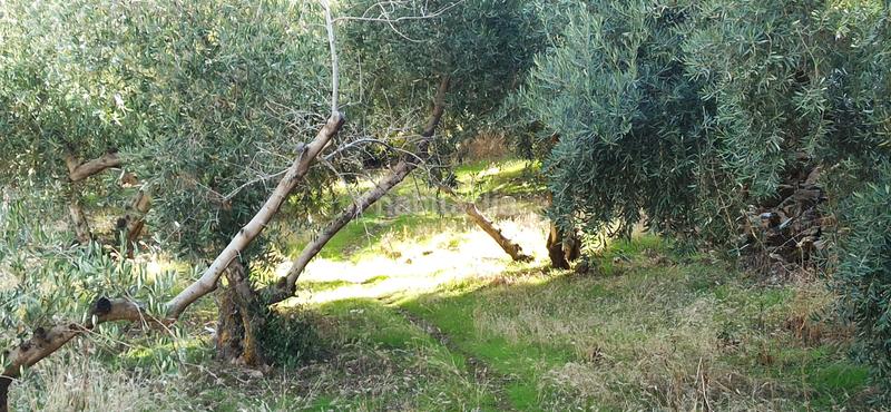 Foto 2efd8933-b714-43ef-ae02-b6c46422e69b. Rural plot in el sotillejo in Güéjar Sierra
