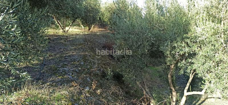 Foto 5598d0d0-28bc-4c8a-85ab-6c69ed0ee652. Rural plot in el sotillejo in Güéjar Sierra