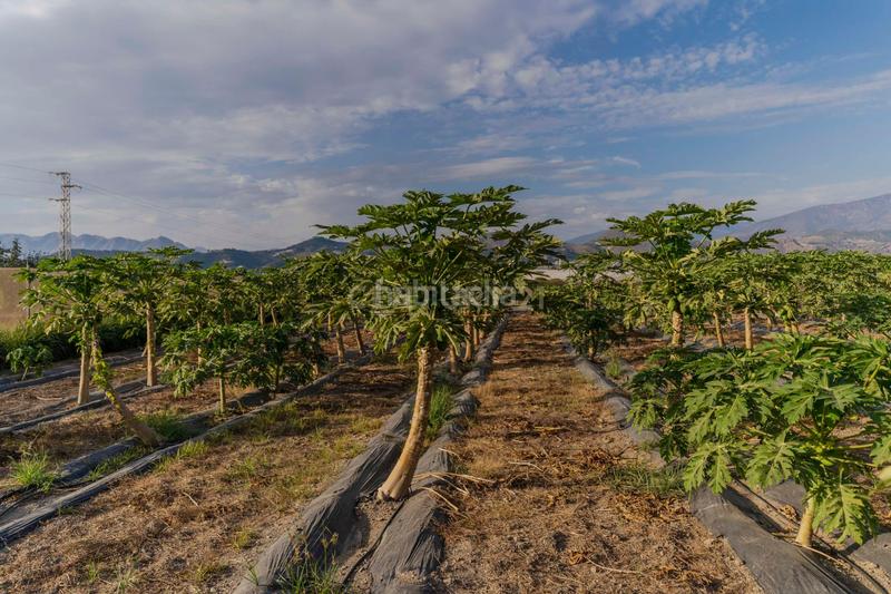 Foto 56e84623-a1da-45d4-a5d0-a5a6528256dc. Landgut in camino patria in Playa de Granada Motril