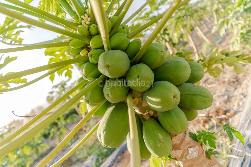 Foto 874b484c-0e78-4efd-ad0d-9254af87839d. Landgut in camino patria in Playa de Granada Motril