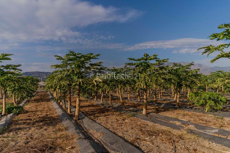 Foto e43746d3-23a6-4d6e-bf24-18a95d52d228. Landgut in camino patria in Playa de Granada Motril