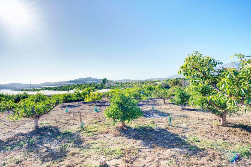 Foto 00a74a92-8816-40a1-87c9-601981730797. Casa in la garnatilla in Los Tablones - La Garnatilla Motril