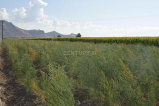 Landgut  Tarquinar bajo polígono 14 parcela 26. Parcela rústica de cultivo en alitaje de 30 marjales. vega de gr