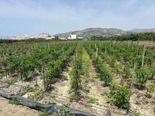 Finca rústica a PCQH+V2 Salobreña, Spain