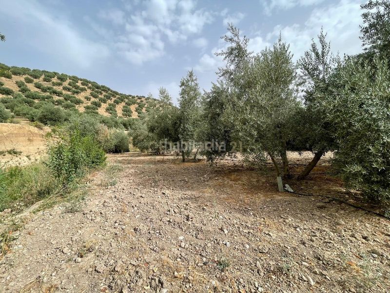 Foto 1289b27f-9bc4-4263-9a54-7d59d4dd4e26. Finca rústica a 18260 Íllora a Íllora
