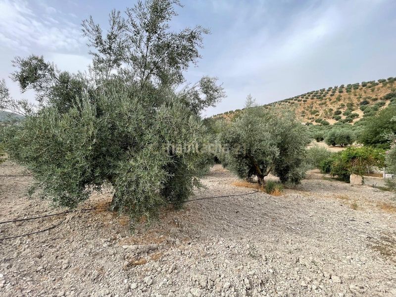 Foto 1be255fd-9570-4bdc-997a-cf1e42d9381c. Finca rústica a 18260 Íllora a Íllora
