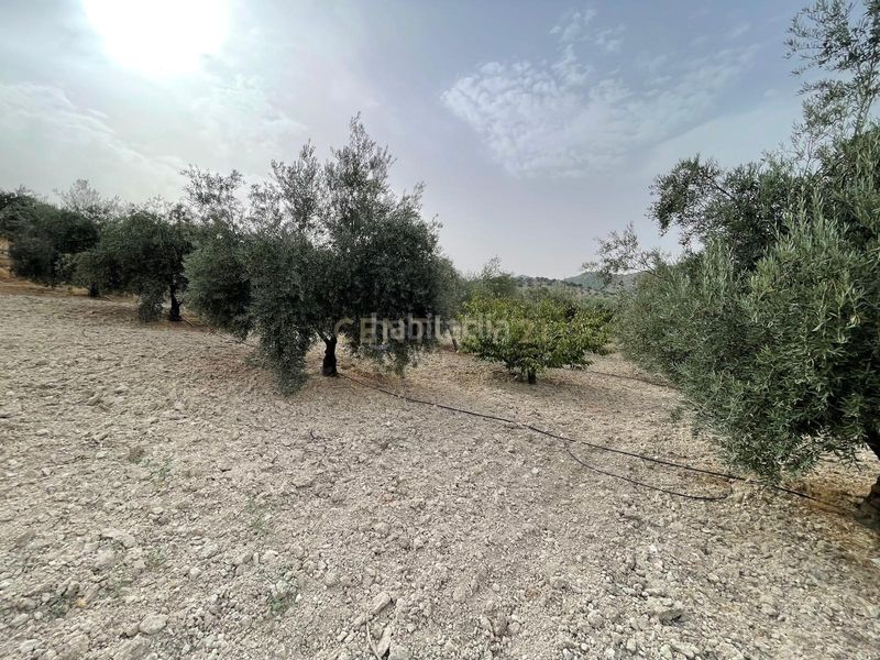 Foto 514fa439-b2fb-4dd3-bdb6-63cd03797070. Finca rústica a 18260 Íllora a Íllora