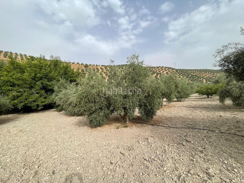 Foto 793dfa7d-0760-436f-ba84-7122d772019d. Finca rústica a 18260 Íllora a Íllora