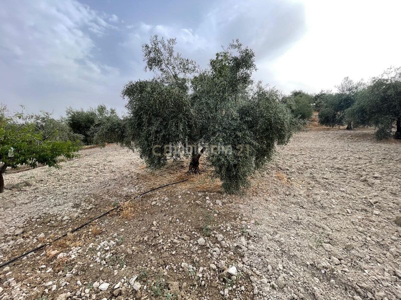 Foto 84ea6c13-64e5-42ba-b34b-ca93c5da4c57. Finca rústica a 18260 Íllora a Íllora