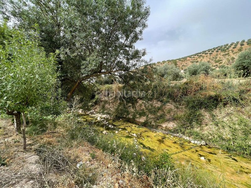 Foto 95997b05-4630-4525-a298-85677dcf9beb. Finca rústica a 18260 Íllora a Íllora