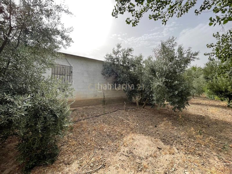 Foto 9cd9909f-5320-46cc-9217-a9891a708b0a. Finca rústica a 18260 Íllora a Íllora