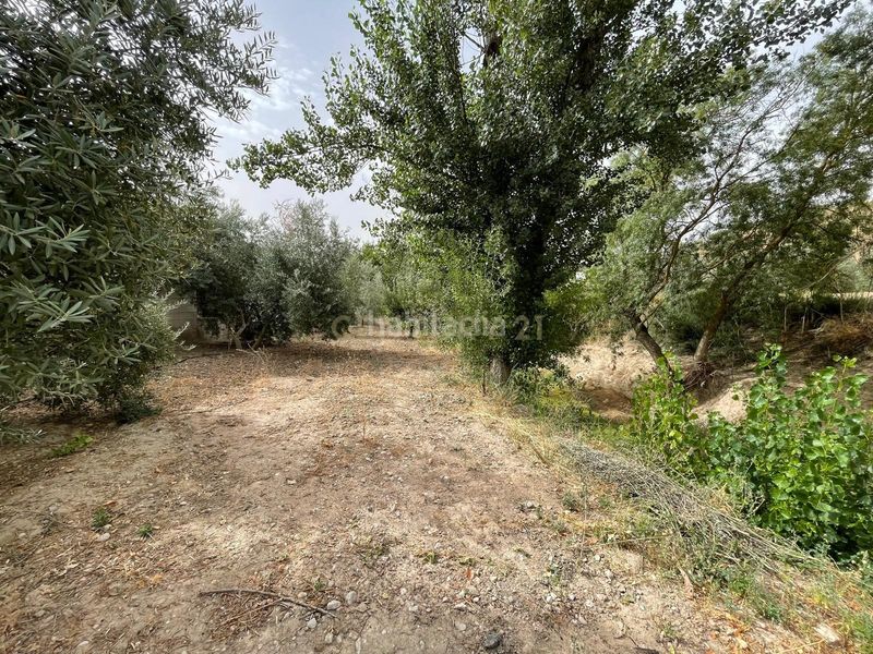 Foto b4ee800f-0f4e-45ae-b71d-bb098e71ace3. Finca rústica a 18260 Íllora a Íllora