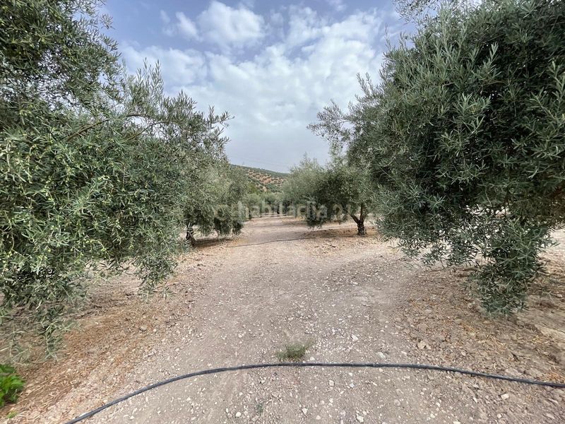 Foto be2d128d-afb6-48f3-bd0d-c47609e93f92. Finca rústica a 18260 Íllora a Íllora