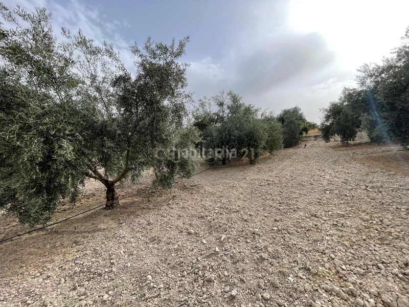 Foto c85a775e-57f7-4e30-ae1a-85921e1f94df. Finca rústica a 18260 Íllora a Íllora