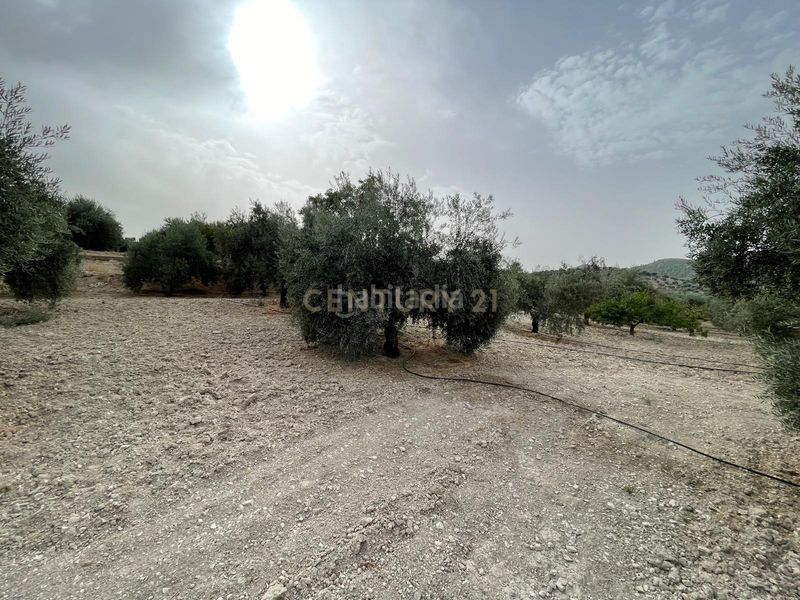 Foto d3fb1260-cb72-4527-9eb9-82a6182eae3f. Finca rústica a 18260 Íllora a Íllora