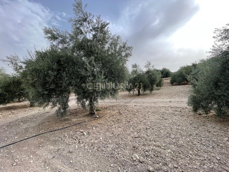 Foto ec302bf7-13d2-4889-b08a-0ad372a7c56b. Finca rústica a 18260 Íllora a Íllora