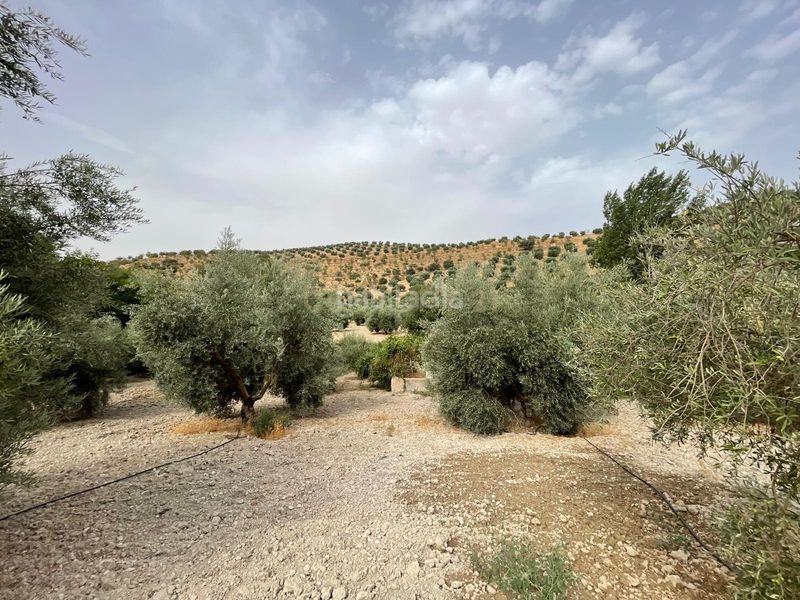 Foto fb3bba05-6a05-4f92-ae6b-95999ba99165. Finca rústica a 18260 Íllora a Íllora