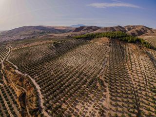 Fondo rustico in 472m+gf la malahá, spain. Finca agrícola de 23 ha con 6.000 olivos en producción junto a e