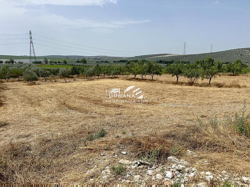 Foto a8df051e-3b39-4240-a44a-25083edd1521. Casa amb piscina a Navas del Selpillar Lucena