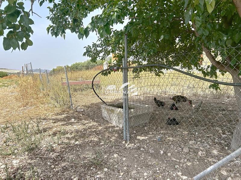 Foto d0d5cdc0-a012-4769-88d6-cd7c6a26a776. Casa amb piscina a Navas del Selpillar Lucena