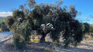 Terreno residencial  -. Olivar en venta