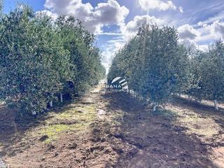 Rural plot  Marchena