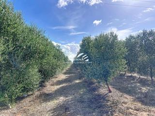 Rural plot  Marchena