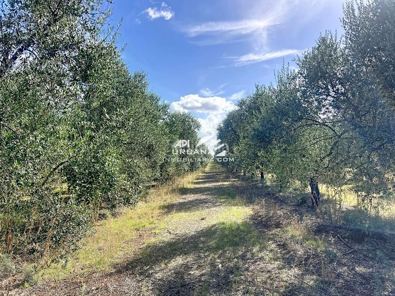 Foto 140dc7e1-fa4d-4df5-9936-f6fd98af9a29. Finca rústica a Écija