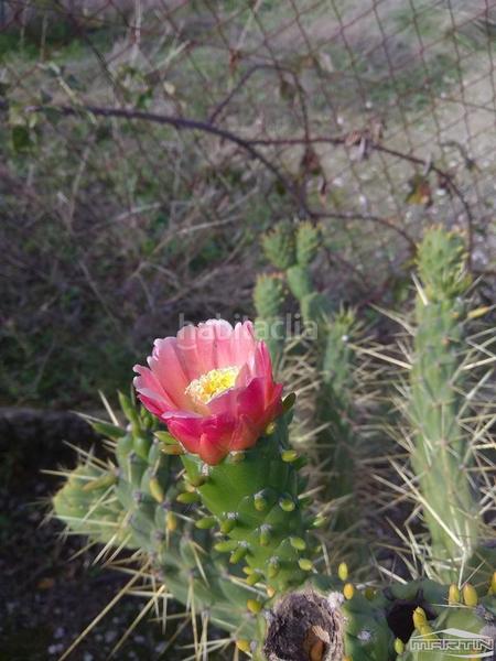 Foto d044b3ca-1d9b-4407-83d1-6a5fc01f2fb0. Terreno residencial en Las Vegas - Campoaras Lucena