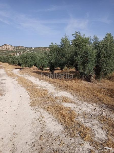 Foto 5203659f-ee22-4b59-b242-6a600407f7a6. Finca rústica a Jauja Lucena