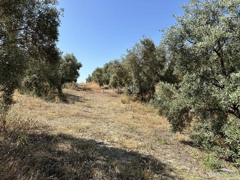 Foto 246debe3-cfd5-4c03-9fb7-9cd1b9d8f4dd. Fondo rustico in Jauja Lucena