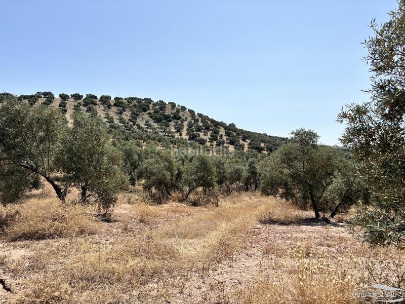 Foto 4750d0ae-cfc0-46a4-b73b-1f6be6189114. Finca rústica a Jauja Lucena